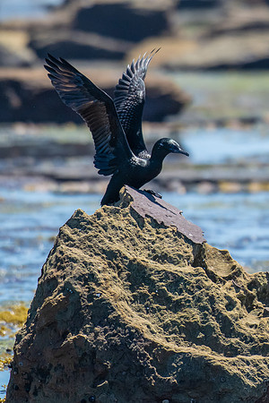 Little Black Cormorant