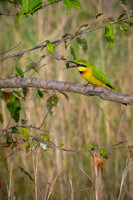 Little Bee-eater