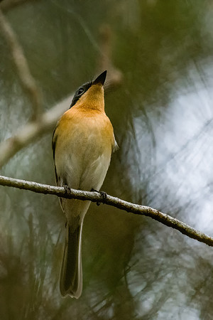 Satin Flycatcher