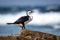 Pied Cormorant