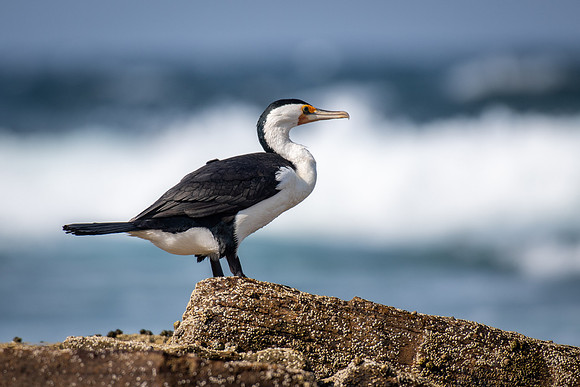Pied Cormorant