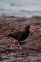 Sooty Oystercatcher