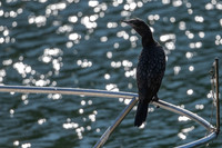 Little Black Cormorant