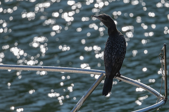 Little Black Cormorant
