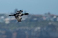 Little Black Cormorant