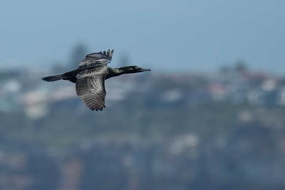 Little Black Cormorant