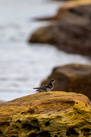 Welcome Swallow