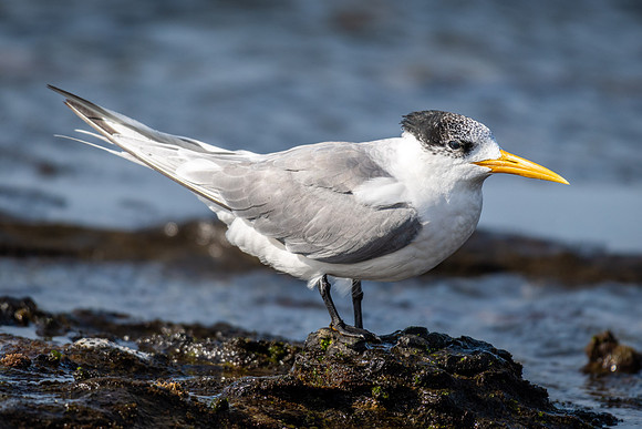 Crested Tern