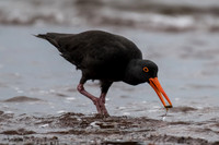 Sooty Oystercatcher