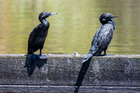 Little Black Cormorant