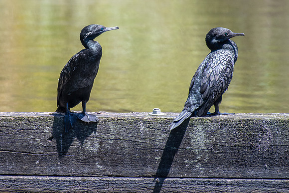 Little Black Cormorant
