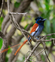 African Paradise-flycatcher