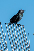Common Starling
