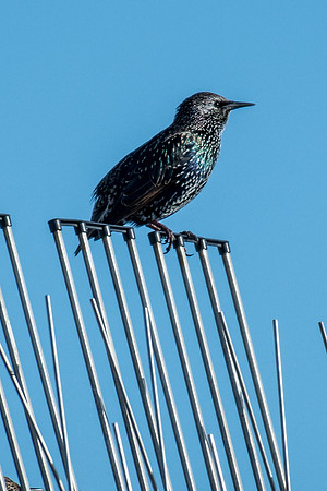 Common Starling