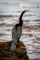 Australasian Darter