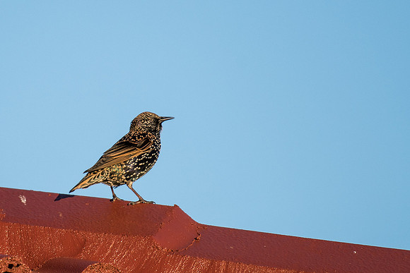 Common Starling