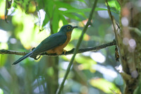 Chestnut-breasted Cuckoo
