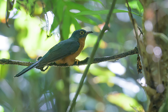 Chestnut-breasted Cuckoo