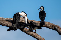 Pied Cormorant