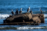 Pied Cormorant