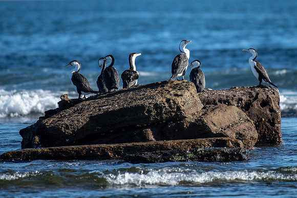 Pied Cormorant