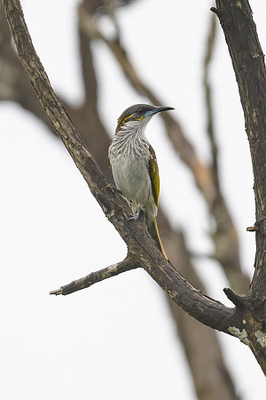 White-streaked Honeyeater