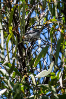 Mistletoebird