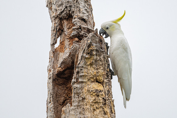 Sulphur-crested Cockatoo