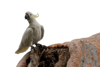 Sulfur-crested Cockatoo