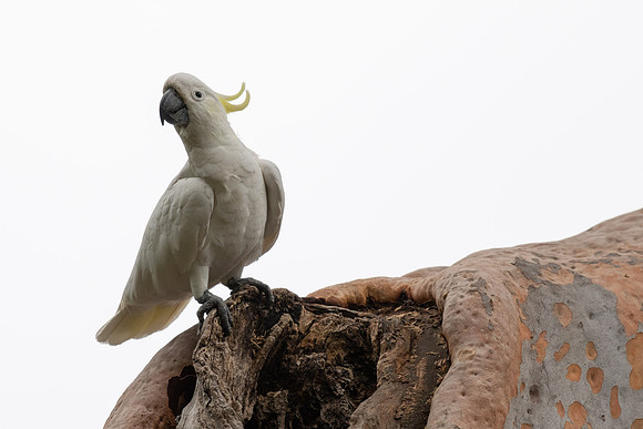 Sulfur-crested Cockatoo