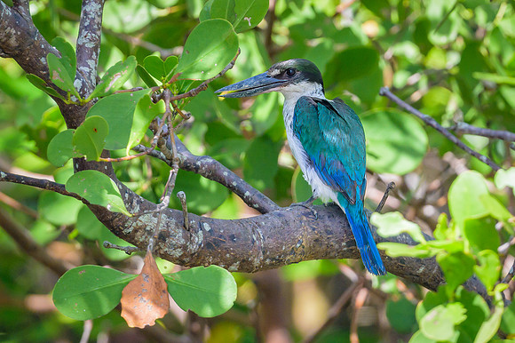 Torresian Kingfisher
