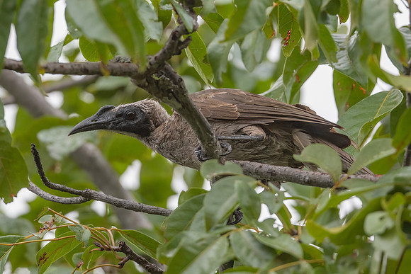 Helmeted Friarbird