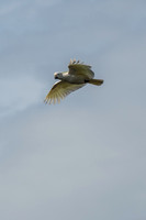 Sulfur-crested Cockatoo