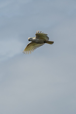 Sulfur-crested Cockatoo