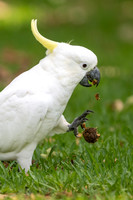Sulphur-crested Cockatoo