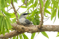 White-bellied Cuckoo-shrike