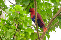 Eclectus Parrot