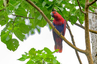 Eclectus Parrot