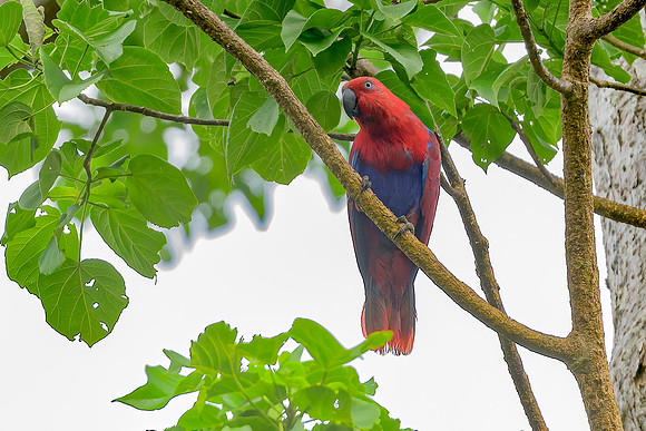 Eclectus Parrot
