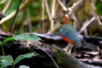 Papuan Pitta