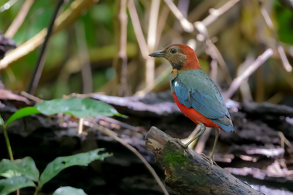 Papuan Pitta