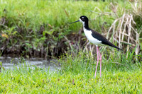 Black-necked Stilt