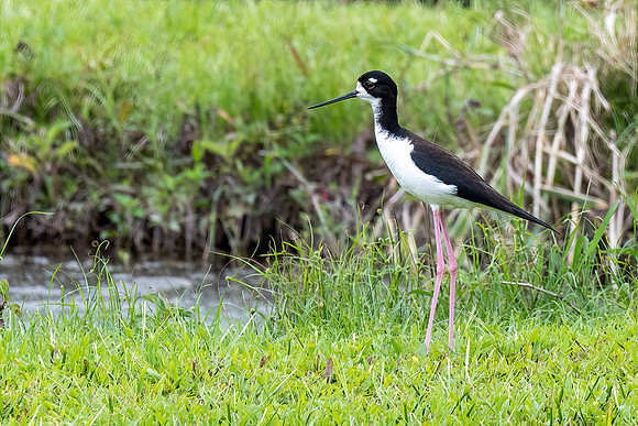 Black-necked Stilt