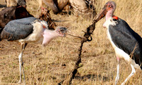 Marabou Stork