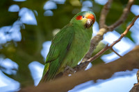 Musk Lorikeet
