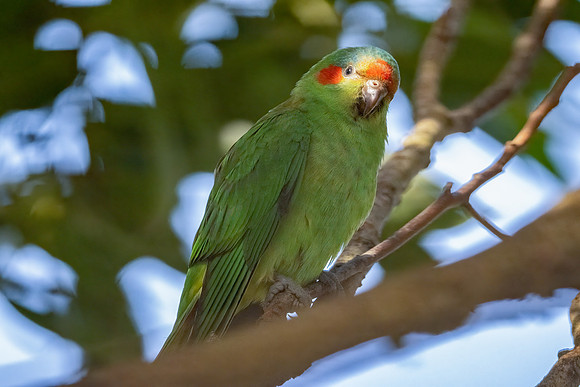 Musk Lorikeet
