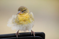 Baglafecht Weaver
