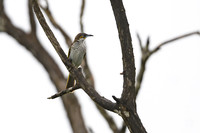 White-streaked Honeyeater