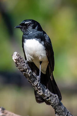 Willie Wagtail
