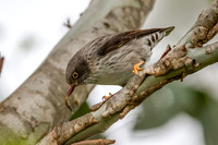 Varied Sittella